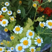 Цветочки :: Ален Янн