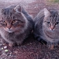 Вася и Алиса :: Любовь Сахарова