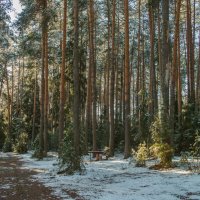 Во сосновом во бору. :: Николай 