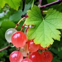 Дары  Осени... :) :: Валерий Кокорев