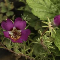 Схизантус :: Игорь Сикорский