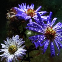 Тает снег :: Людмила Смородинская