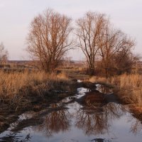 В весеннем закатном свете. :: сергей ермошкин