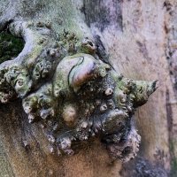 ***странные наросты*** :: Olga Oskolkova