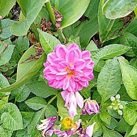 Цветы. :: Владимир Драгунский