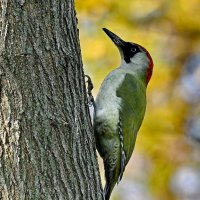 Зелёный дятел.. :: Николай Саржанов