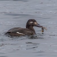 турпан. :: юрий макаров