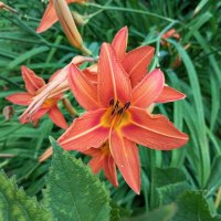 Летний :: Елена Семигина