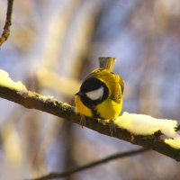 В позе наседки :) :: Юрий Куликов