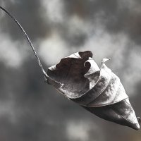 Финал :: Андроник Александр 