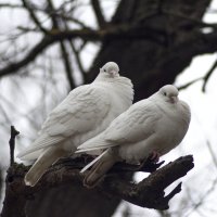 Голуби. :: Александр 