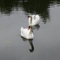 Лебеди в городе :: Рита Симонова Лебеди в городе :: Рита Симонова