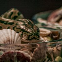 Ну и ГАД же ты мой друг :: Владимир Максимов