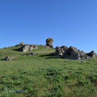 Природа Крыма :: Amazing Cosmea
