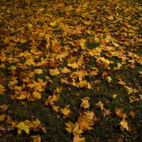 Листва осени в свете фонарей :: Александр Синдерёв