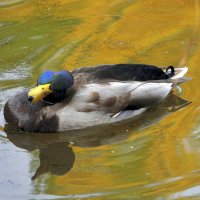 А вот и я..... :: Анатолий Анищик