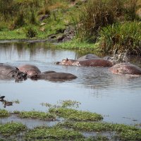 Про бегемотов... :: Liliya 