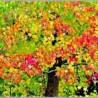 ОСЕНЬ... :: Elvira E. 