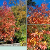 Адлер. Скайпарк :: Нина Бутко