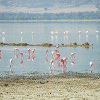 Фламинго в Нгоронгоро :: Liliya 