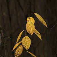 Последние :: Сергей Фомичев