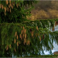 Осенний этюд :: Валентин Котляров Осенний этюд :: Валентин Котляров