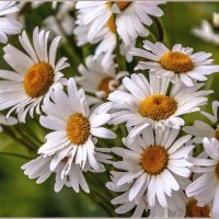 Про лето и ромашки ... :: Aquarius - Сергей Про лето и ромашки ... :: Aquarius - Сергей