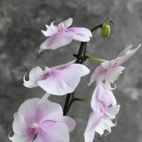 Орхидея биг лип :: Irene Irene