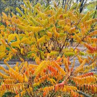 Осень! :: Надежда 