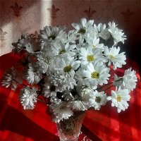 Белых цветов сиянье! :: Нина Андронова