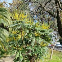 НОЯБРЬ.  МАГОНИЯ :: Tata Wolf