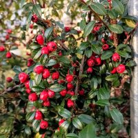 Прогулка по парку Кадриорг :: Veera V