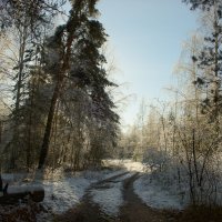 Дорожка в лесу. :: Николай 