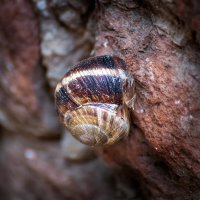 Дом без виноградной улитки :: Игорь Сикорский