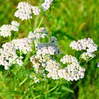 Тысячелистник :: Дмитрий Конев