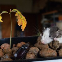 Что то осень затянулась... :: Владимир Хиль