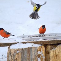 На обед) :: Татьяна Лютаева