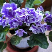 Первоклашка. :: Ольга 