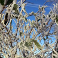 Осенние украшения :: Ольга 