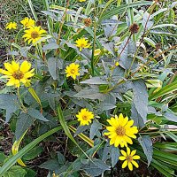 Цветы. Осень. :: Владимир Драгунский