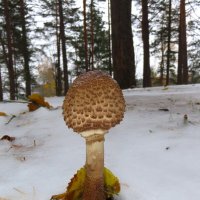 Поздний гриб или ранний снег :: Ольга Митрофанова Поздний гриб или ранний снег :: Ольга Митрофанова