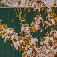 Не предсказуемый осенний снег. :: Петр Беляков