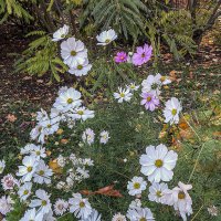 Цветы в ноябре! Прогулка по парку :: Варвара