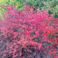 Любование! :: Варвара