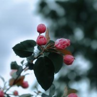 Яблоня в цвету :: Анастасия Ильина Яблоня в цвету :: Анастасия Ильина