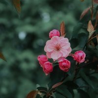 Яблоня в цвету :: Анастасия Ильина