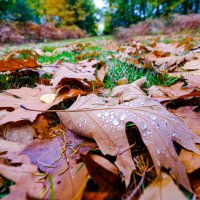 Осень в лесу :: Георгий А