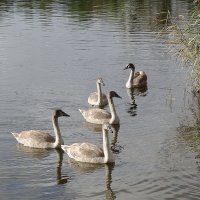 Лебеди в городском парке :: Рита Симонова Лебеди в городском парке :: Рита Симонова