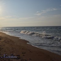 Природа Крыма :: Amazing Cosmea