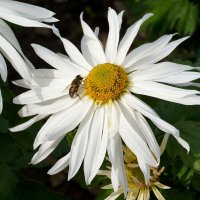 Из Никитского сада :: Татьяна Тюменка